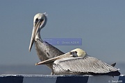 Pelecanus occidentalis Pelican brun_D8S5894_tn
